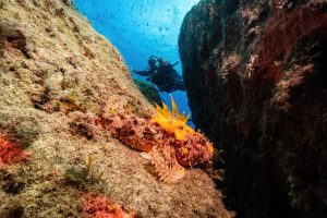 Diving in Gozo-Middle Finger Dive Site