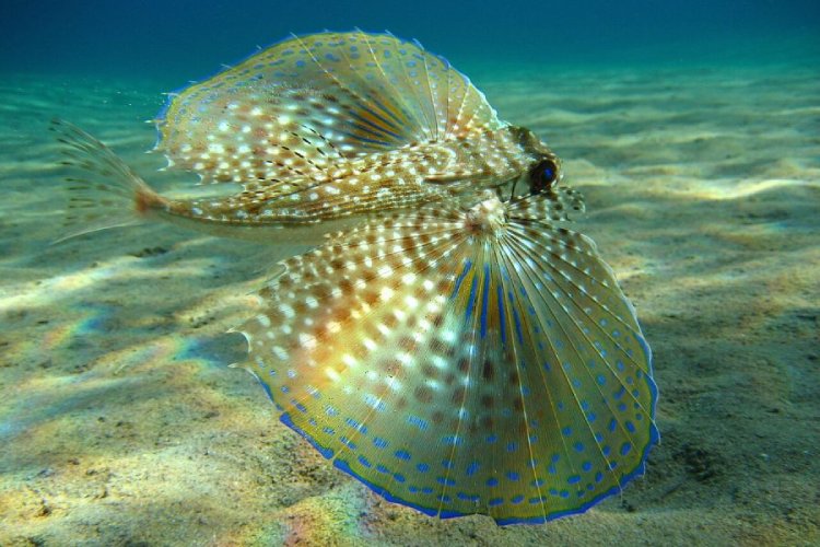 Diving in Gozo-Mgarr ix-Xini